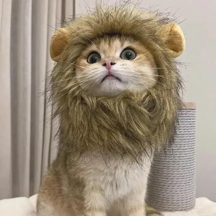 Nouveau mignon drôle animaux vêtements casquette